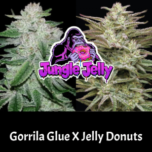 3 jungle jelly auto flowering seeds