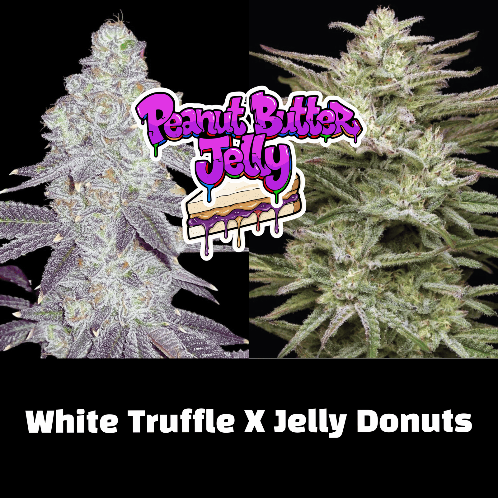 3 peanutbutter jelly seeds 3 peanutbutter jelly seeds