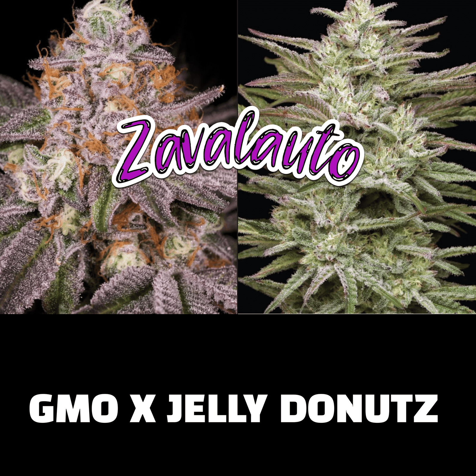 3 zavalauto autoflower seeds 3 zavalauto autoflower seeds