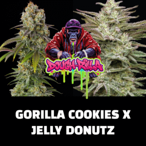 3 dough rilla autoflower cannabis seeds