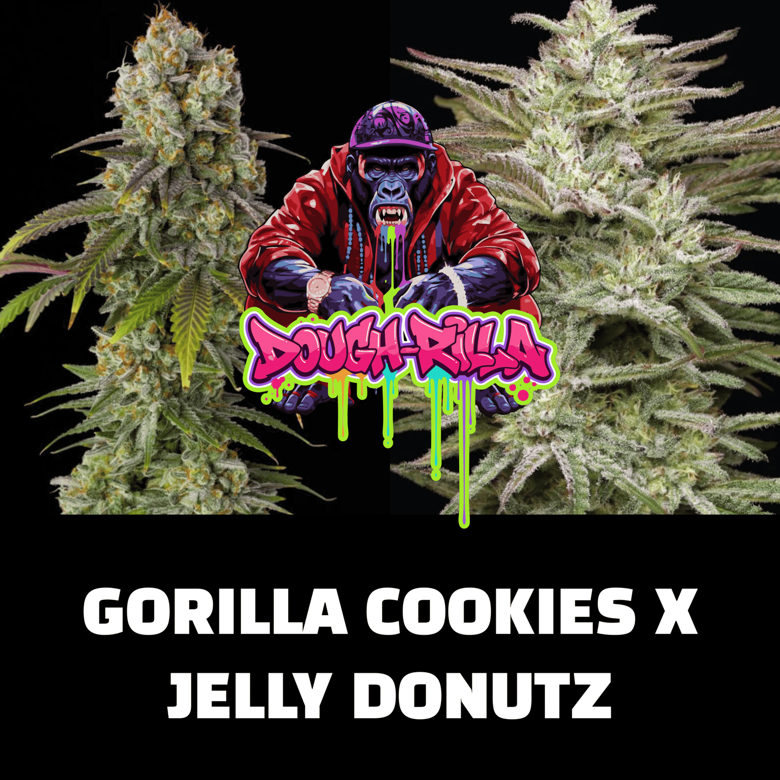 3 dough rilla autoflower cannabis seeds 3 dough rilla autoflower cannabis seeds