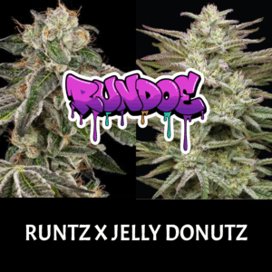 3 rundoe autoflower seeds