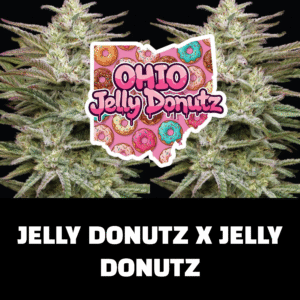 3 ohio jelly donutz